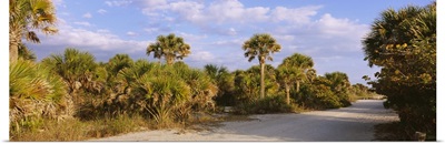 Trees along a dirt road, Caspersen Beach, Venice, Sarasota County, Florida