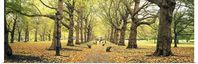 Trees along a footpath in a park, Green Park, London, England