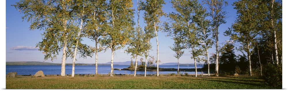 Trees along a lake, Moosehead Lake, Maine