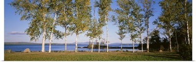 Trees along a lake, Moosehead Lake, Maine