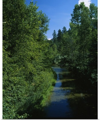 Trees along a river, Blue River, White Mountains, Apache-Sitgreaves National Forest, Greenlee County, Arizona