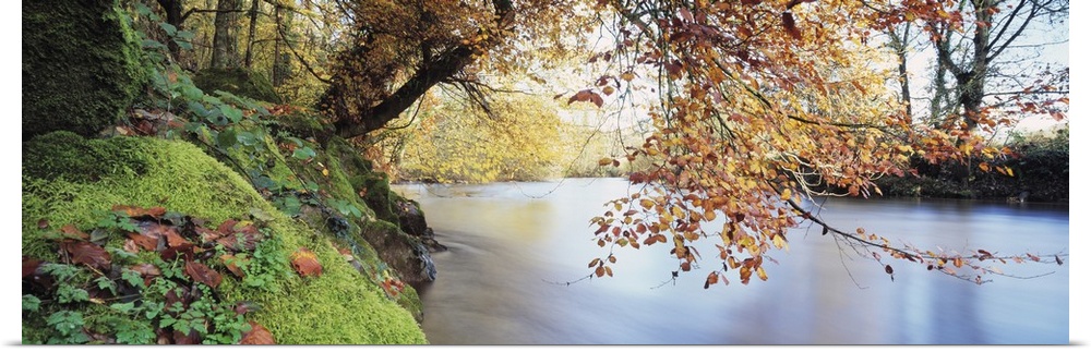 Panoramic photograph displays a tree hanging over a calm waterway in the United Kingdom.  Surrounding the tree is a forest...