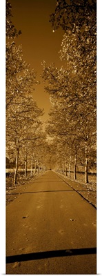 Trees along a road, Beaulieu Vineyard, Rutherford, Napa Valley, Napa, Napa County, California