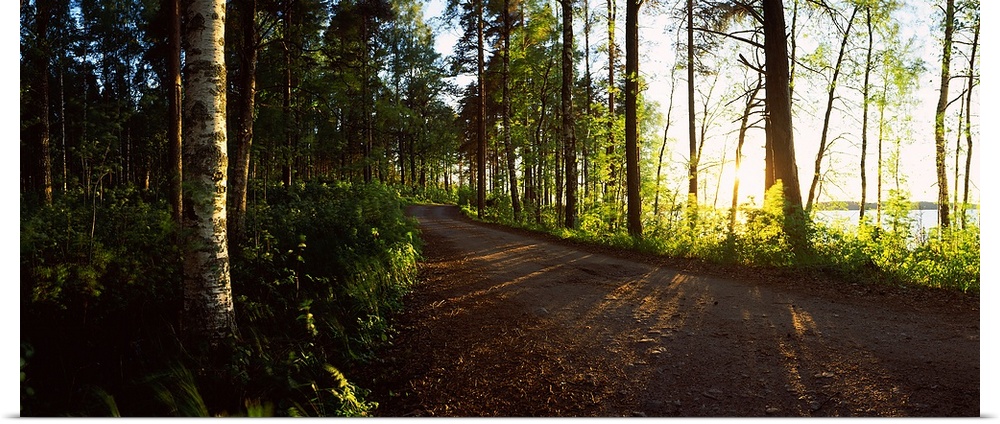 Trees along a road, Saimaa, Joutseno, South Karelia, Southern Finland, Finland