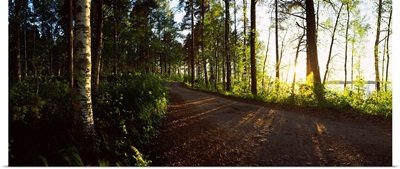 Trees along a road, Saimaa, Joutseno, South Karelia, Southern Finland, Finland