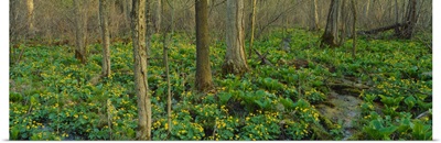Trees among yellow flowers in the forest, Cedar Bog, Urbana, Ohio