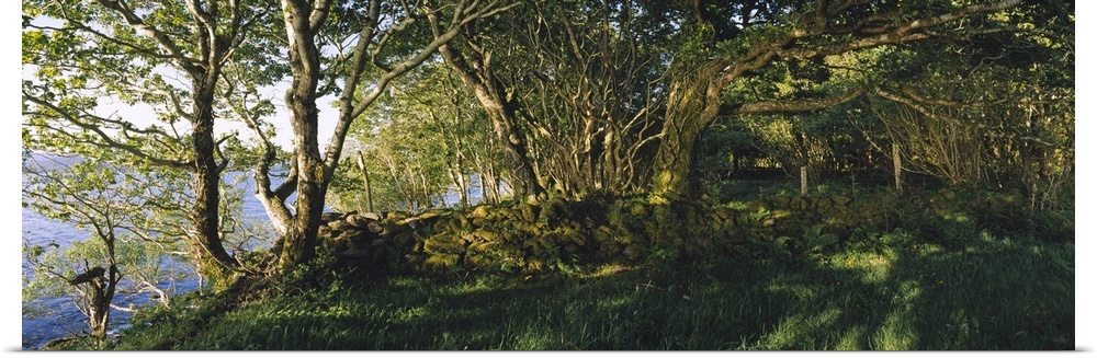Trees at the seaside, Kenmare, County Kerry, Munster, Republic of Ireland