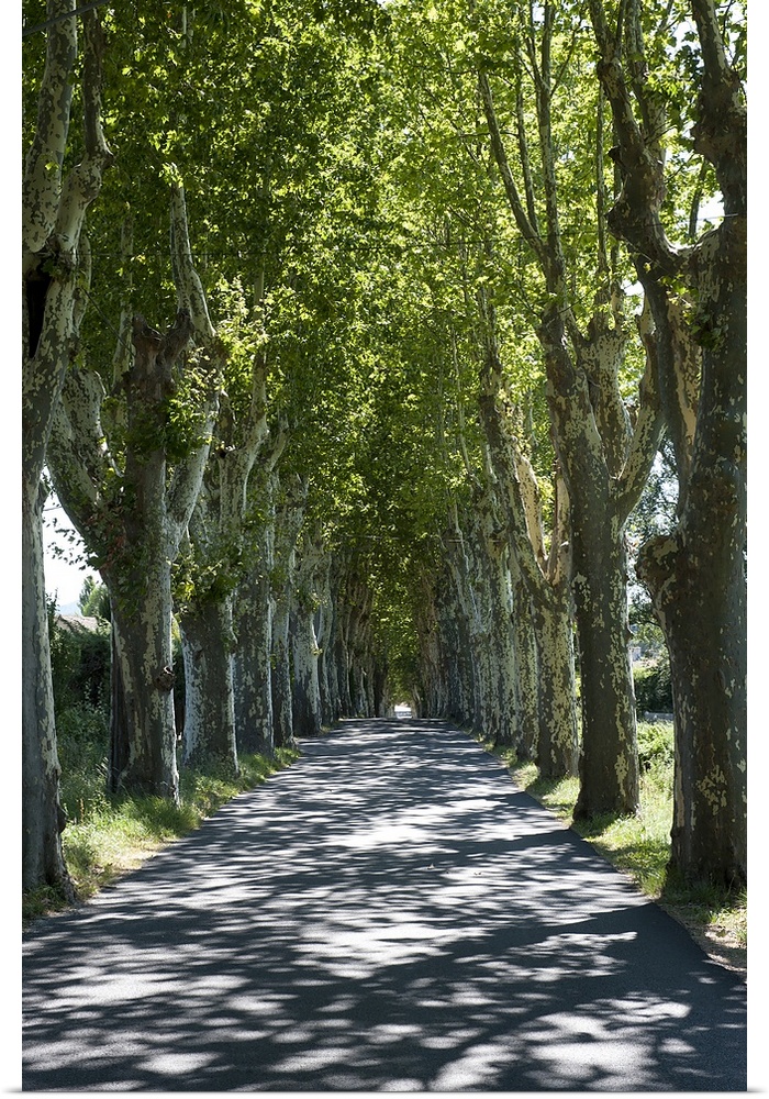 Trees both sides of a road, Mane, Alpes de Haute Provence