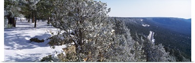 Trees covered with snow, Mogollon Rim, Tonto National Forest, Zane Grey Country, Arizona