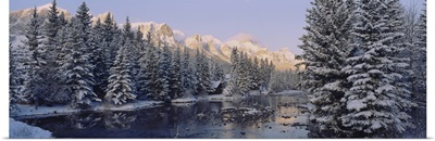 Trees covered with snow, Policemans Creek, Canmore, Alberta, Canada