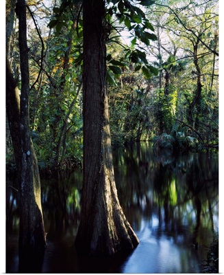 Trees growing in reflective water of Loxahatchee River, Loxahatchee Wild and Scenic River, Florida