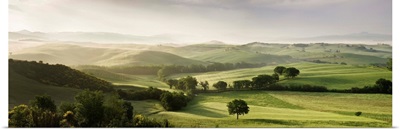 Trees in a field, San Quirico d'Orcia, Val d'Orcia, Siena Province, Tuscany, Italy