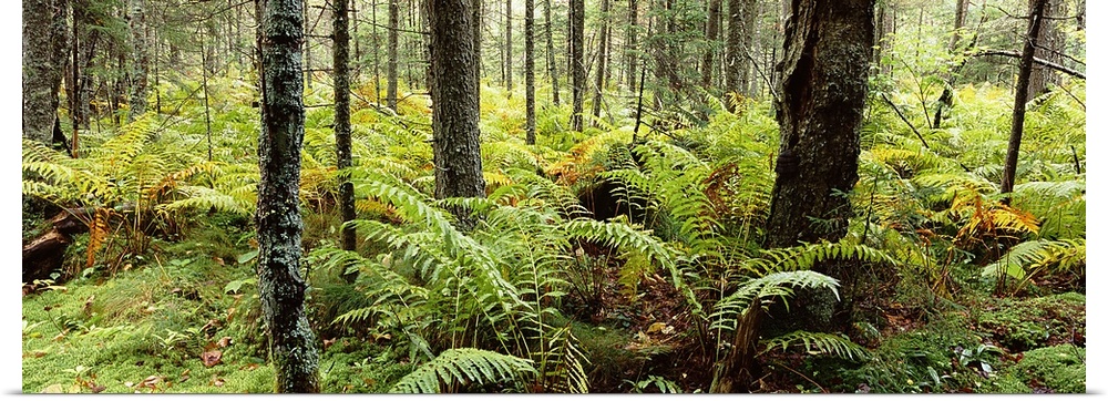 Fall ferns, Adirondack Mountains, New York