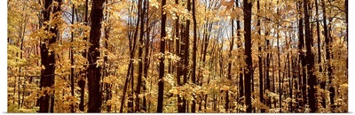 Trees in a forest, Alleghany State Park, New York State