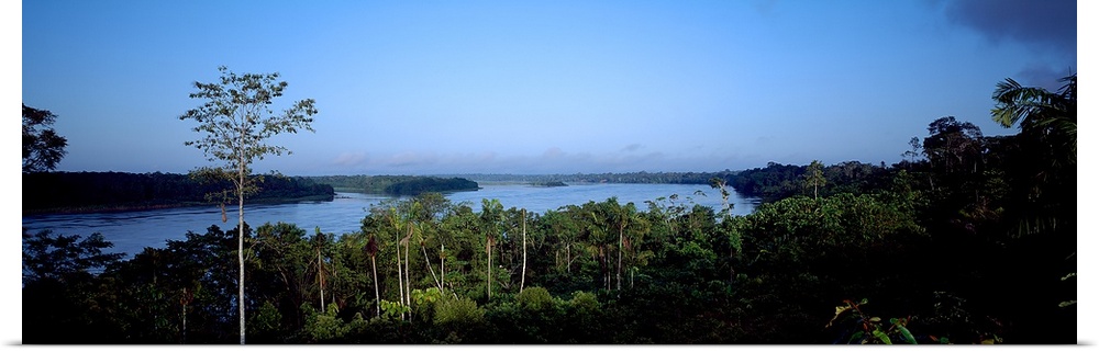 Trees in a forest, Amazon Rainforest, Amazon, Peru