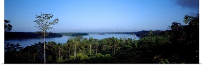 Trees in a forest, Amazon Rainforest, Amazon, Peru