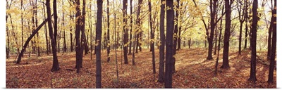 Trees in a forest, Baxters Hollow State Natural Area, Wisconsin Department of Natural Resources, Wisconsin,