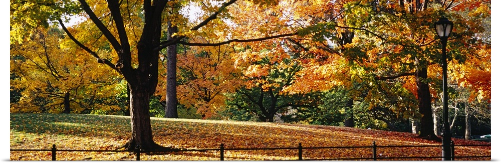 Panoramic photo on canvas of fall foliage covered trees in Central Park.