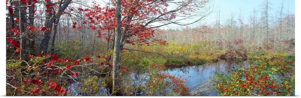 Autumn, Wetland, Near Damariscotta, Maine, USA