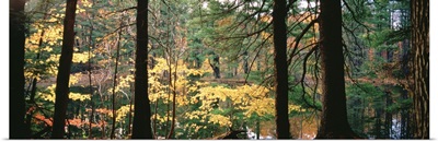 Trees in a forest during autumn