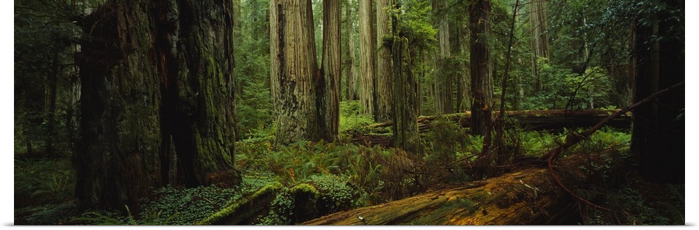 Trees in a forest, Hoh Rainforest, Olympic National Park, Washington State