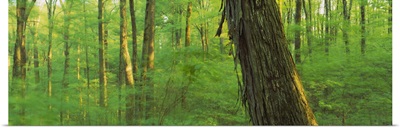Trees in a forest, Hoosier National Forest, Indiana