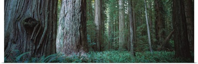 Trees in a forest, Jedediah Smith Redwoods State Park, California