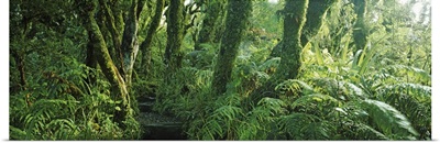 Trees in a forest, Mount Taranaki, Mount Egmon, North Island, New Zealand