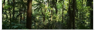 Trees in a forest, Rainforest, Trianon Park, Sao Paulo, Brazil