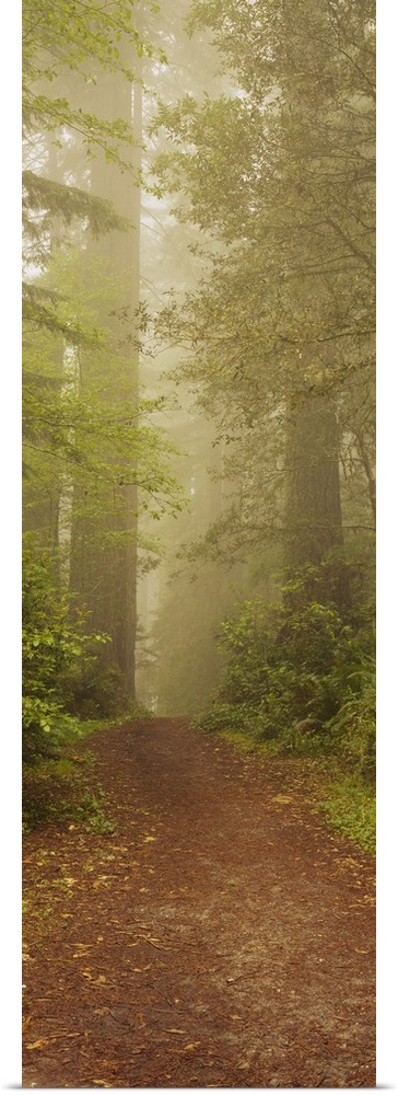 Panoramic photograph taken of a dirt path as it leads through a woodland dense with tall trees and surrounding vegetation.