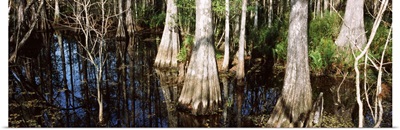 Trees in a forest, Six Mile Cypress Slough Preserve, Fort Myers, Florida
