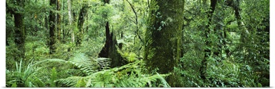 Trees in a forest, Te Urewera National Park, North Island, New Zealand