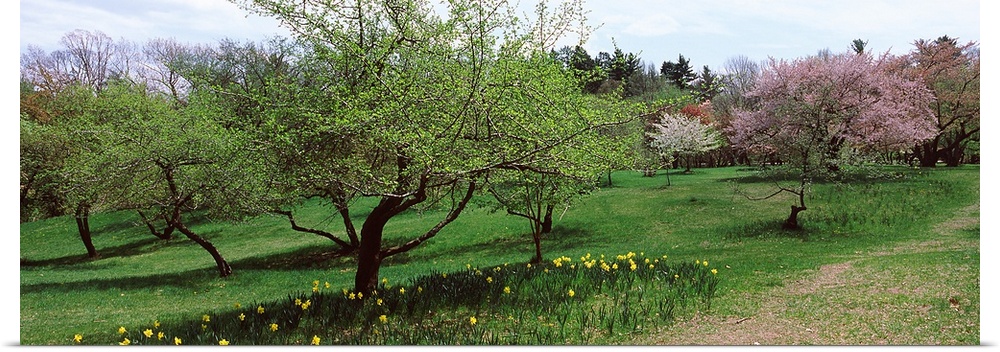 Trees in a garden, Ellwanger Garden, Rochester, Monroe County, New York State,