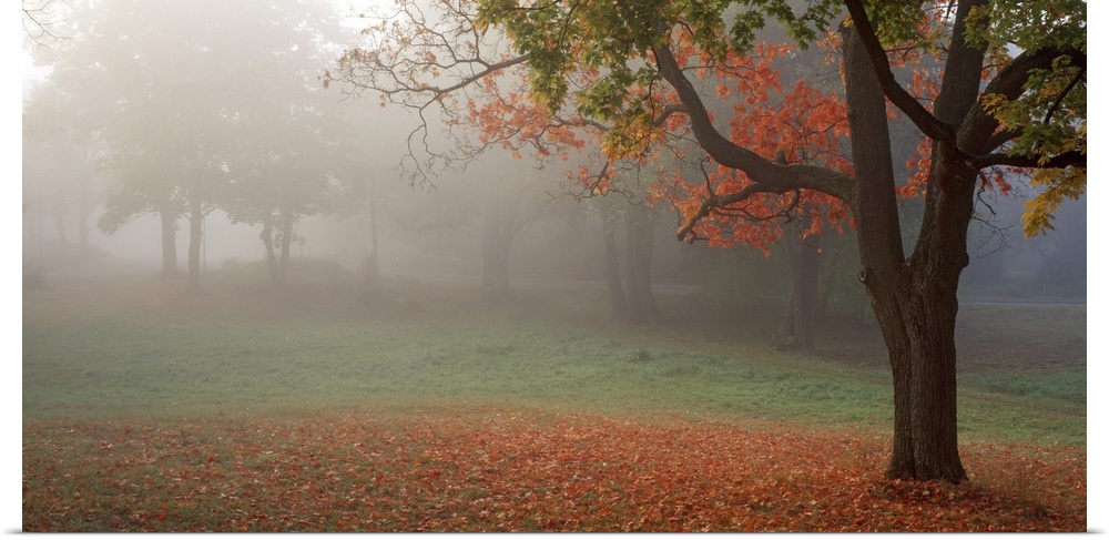 Photograph of the final morning fog lifting from a park with a bed of orange leaves surrounding the magnificant trees.