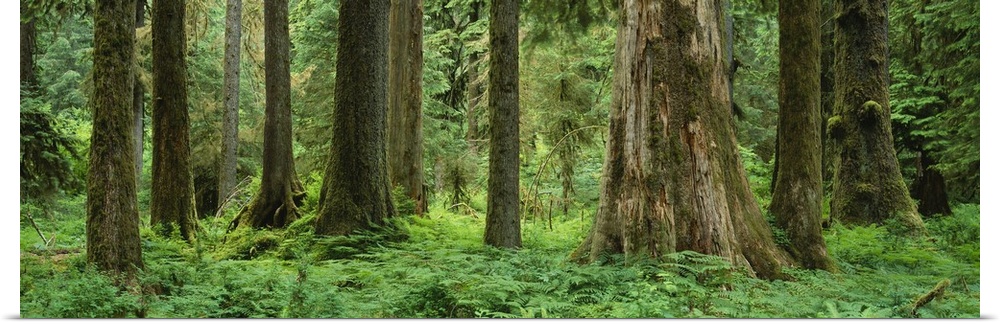 Trees in a rainforest, Hoh Rainforest, Olympic National Park, Washington State