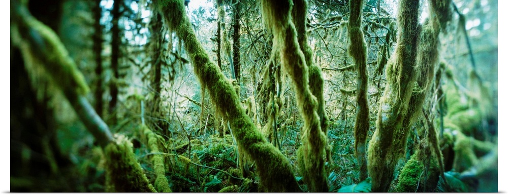 Trees in a rainforest, Olympic National Park, Olympic Peninsula, Washington State,