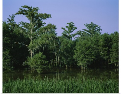 Trees in a swamp, Louisiana