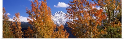 Trees in autumn, Colorado