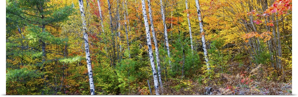 Trees in autumn, Hiawatha National Forest, Alger County, Michigan