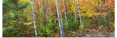 Trees in autumn, Hiawatha National Forest, Alger County, Michigan