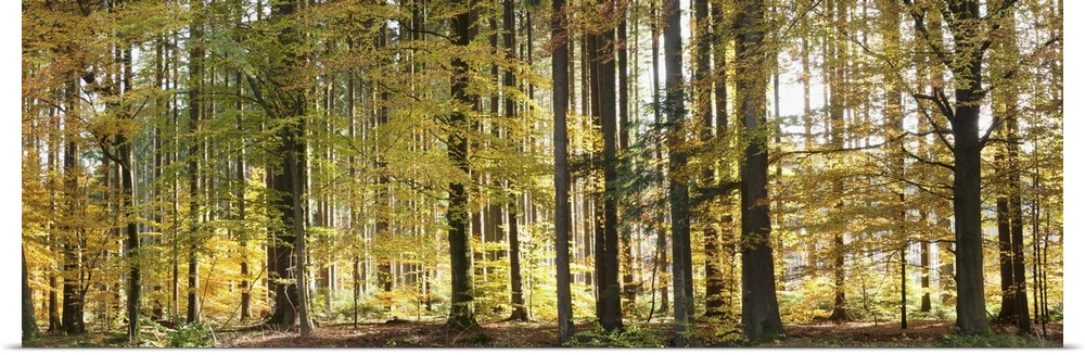 Trees in autumn, Hohenlohe, Baden-Wurttemberg, Germany