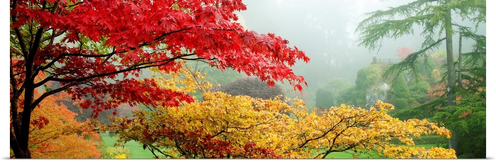 Panoramic photo of brightly colored autumn leaves on trees in an Canadian garden.