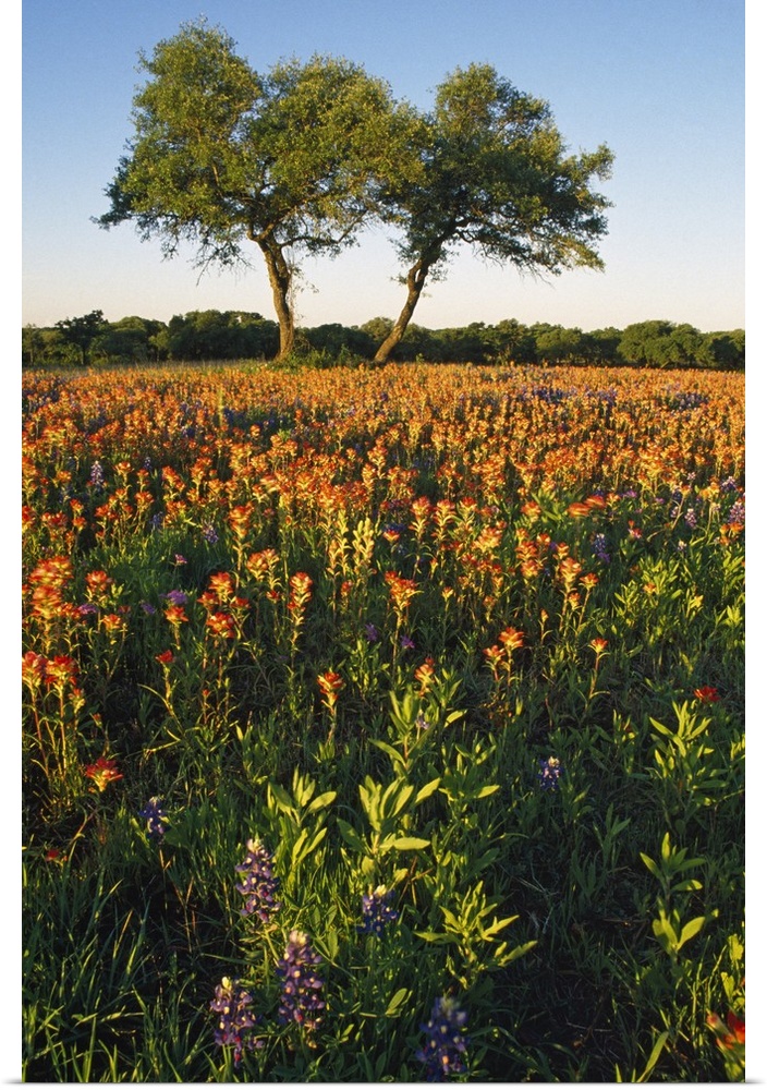 Portrait photograph on a big canvas of a field of wildflowers in the sun, two large trees stand together in the background...