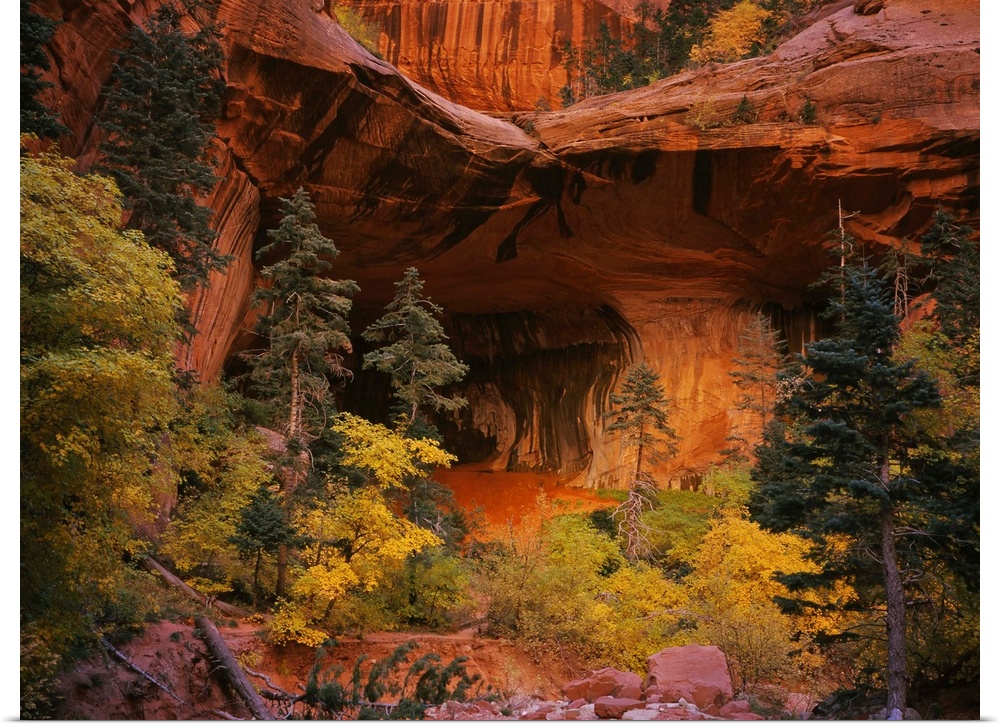 Conifer and deciduous trees are growing at the base of a cliff in a desert canyon where the entrance to a cave is hidden j...