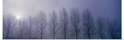 Trees in Mist Damme Belgium