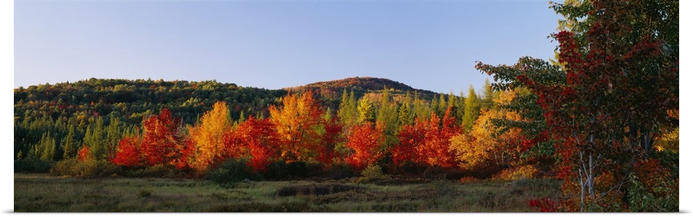 Trees in the forest, Adirondack Mountains, Essex County, New York State