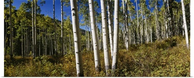 Trees in the forest, Colorado