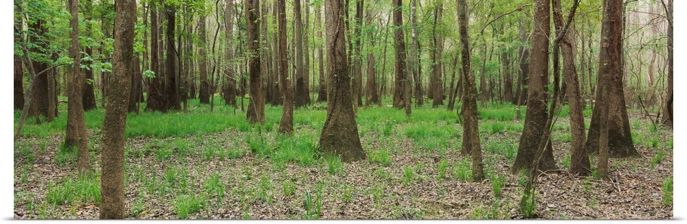 Trees in the forest, Congaree National Park, South Carolina