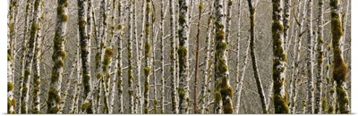Trees in the forest, Red Alder Tree, Olympic National Park, Washington State