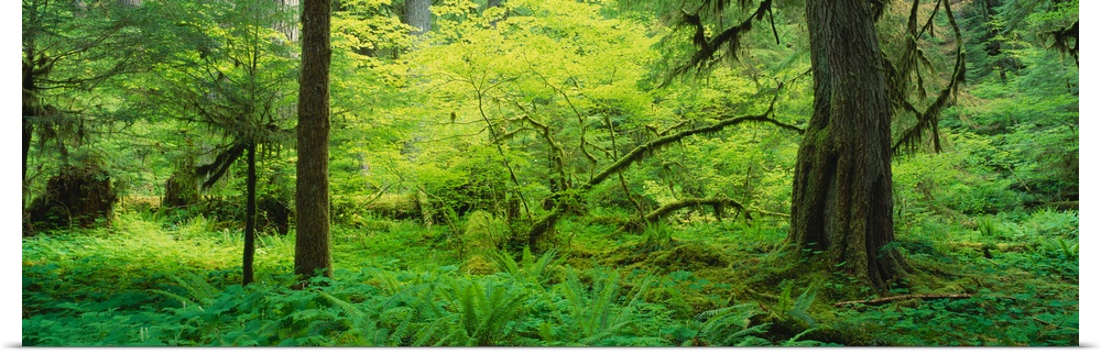 Trees in the forest, Soleduck Valley, Olympic National Park, Washington State